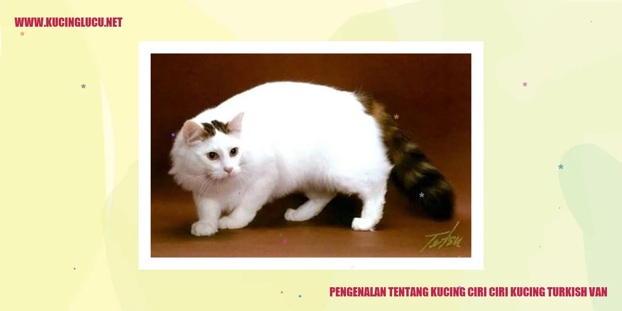 Kucing Turkish Van