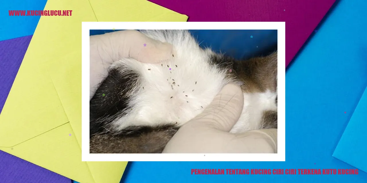 Gambar Kucing dengan Kutu