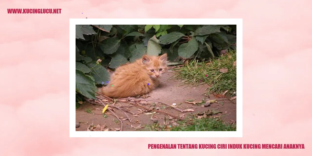 Gambar Kucing