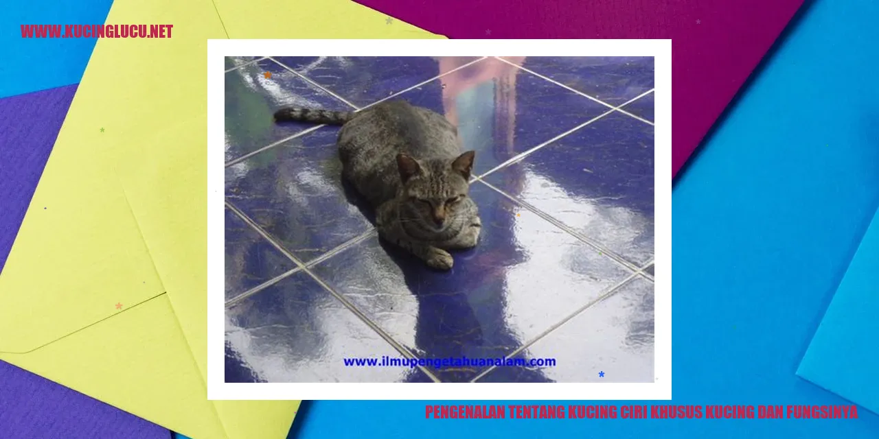 Gambar Kucing