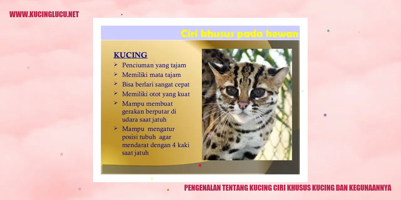 Kucing