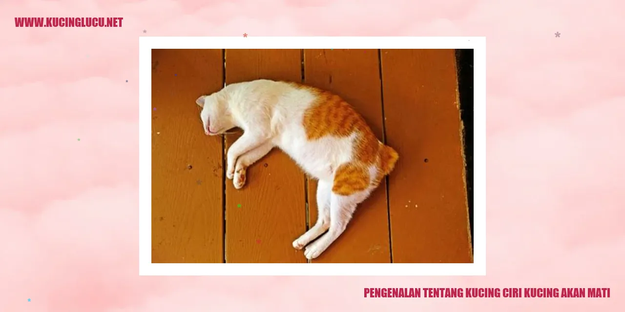 Ilustrasi Kucing