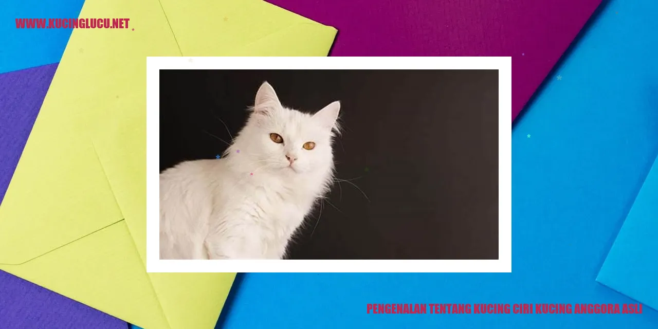 Kucing Anggora