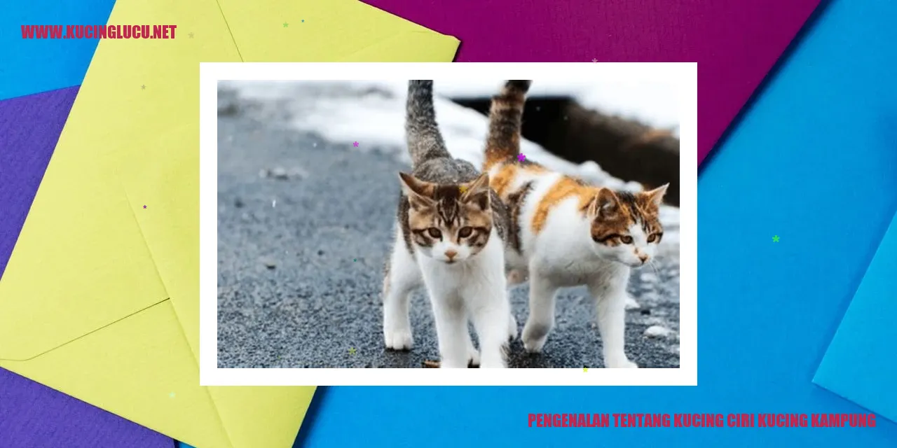 Kucing Kampung