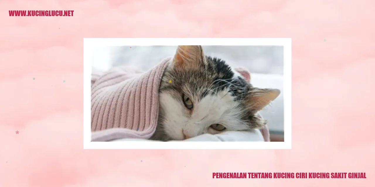 Gambar kucing lucu