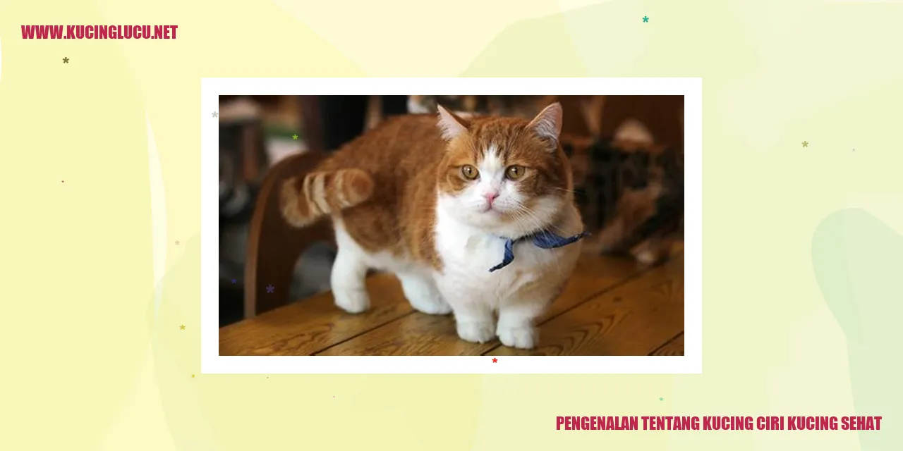 Kucing Sehat