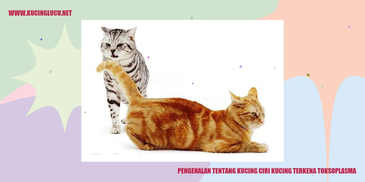 Gambar Kucing