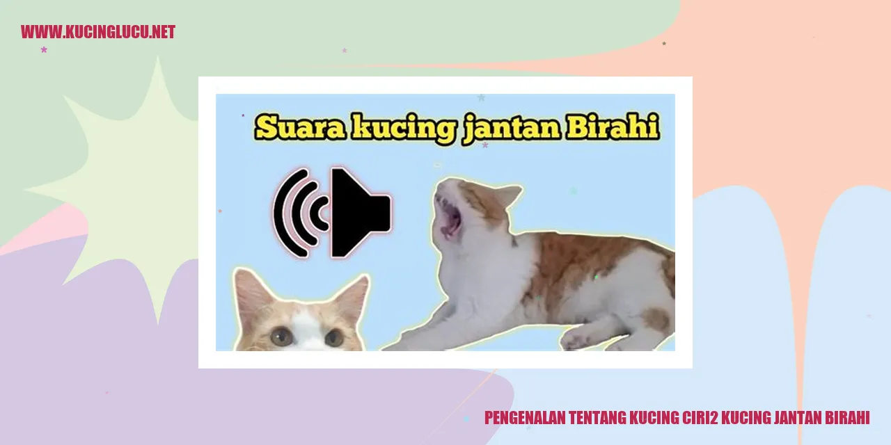 Gambar Kucing