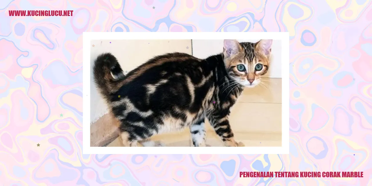 Gambar kucing dengan corak marble