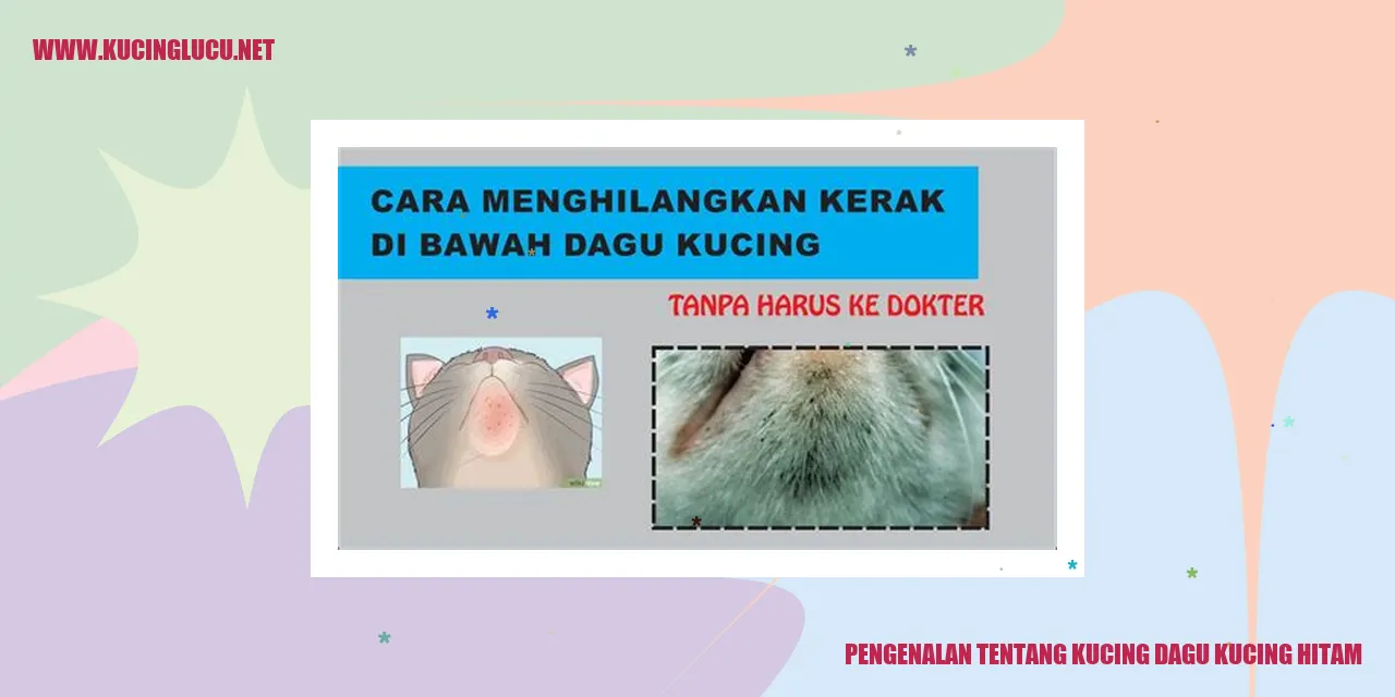 Kucing Dagu Kucing Hitam