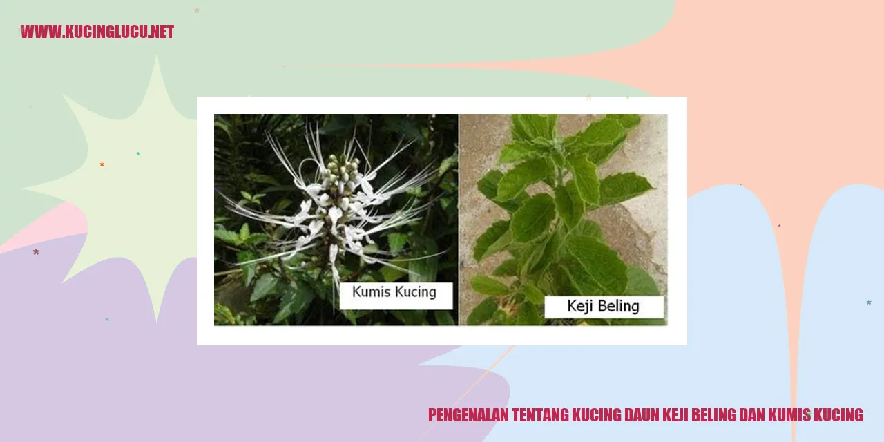 Gambar Kucing Daun, Keji Beling, dan Kumis Kucing