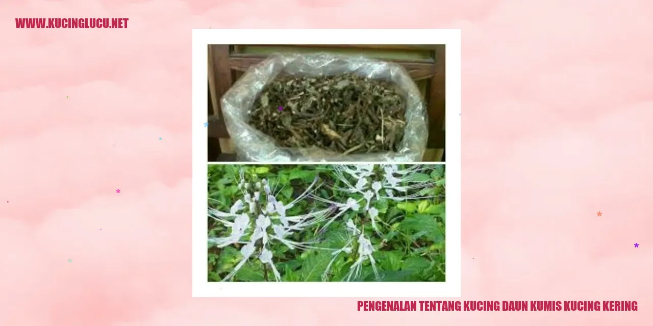 Kucing Daun Kumis Kucing Kering