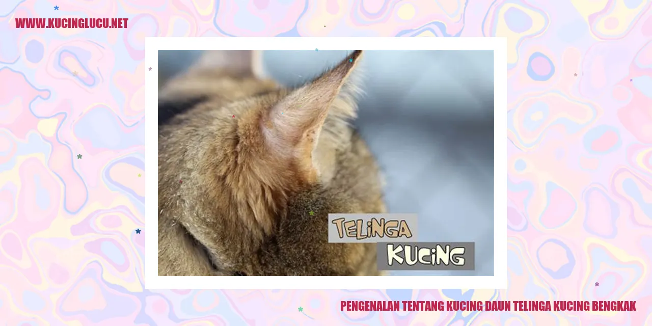 Gambar kucing daun telinga bengkak
