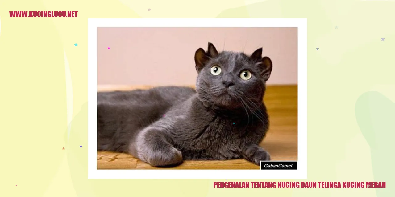 Gambar Kucing Merah dengan Telinga Berbentuk Daun