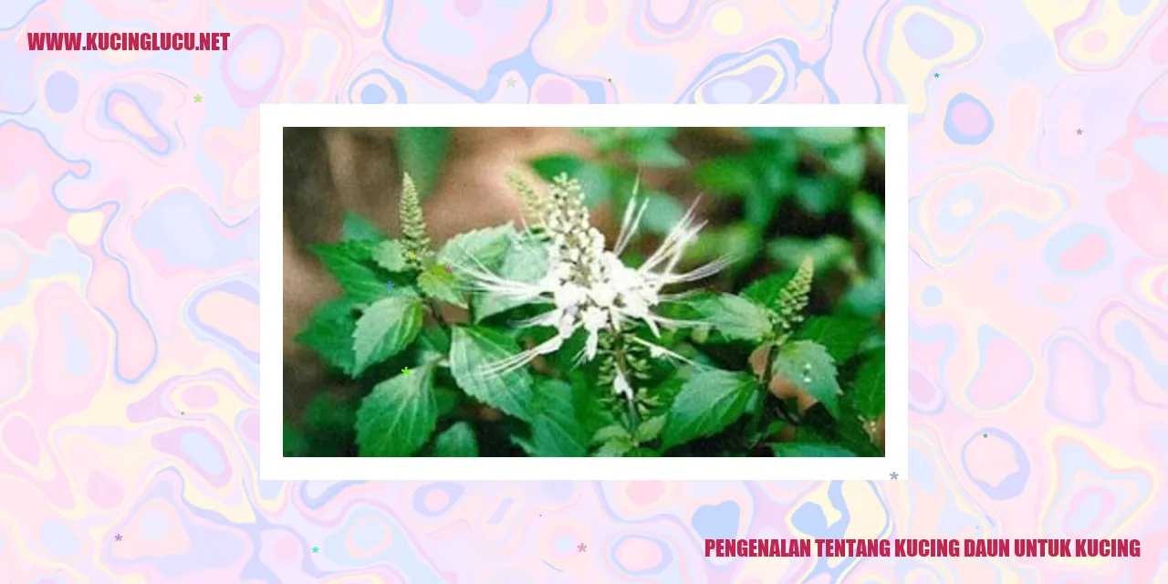 Gambar Kucing Daun
