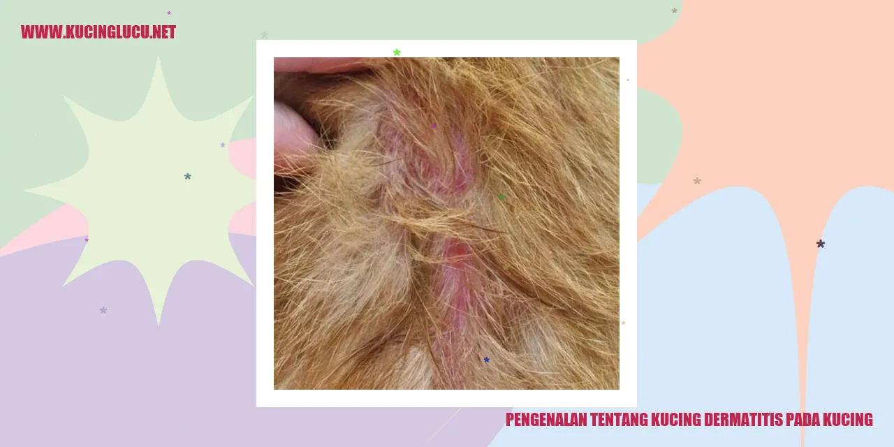 Kucing Dermatitis
