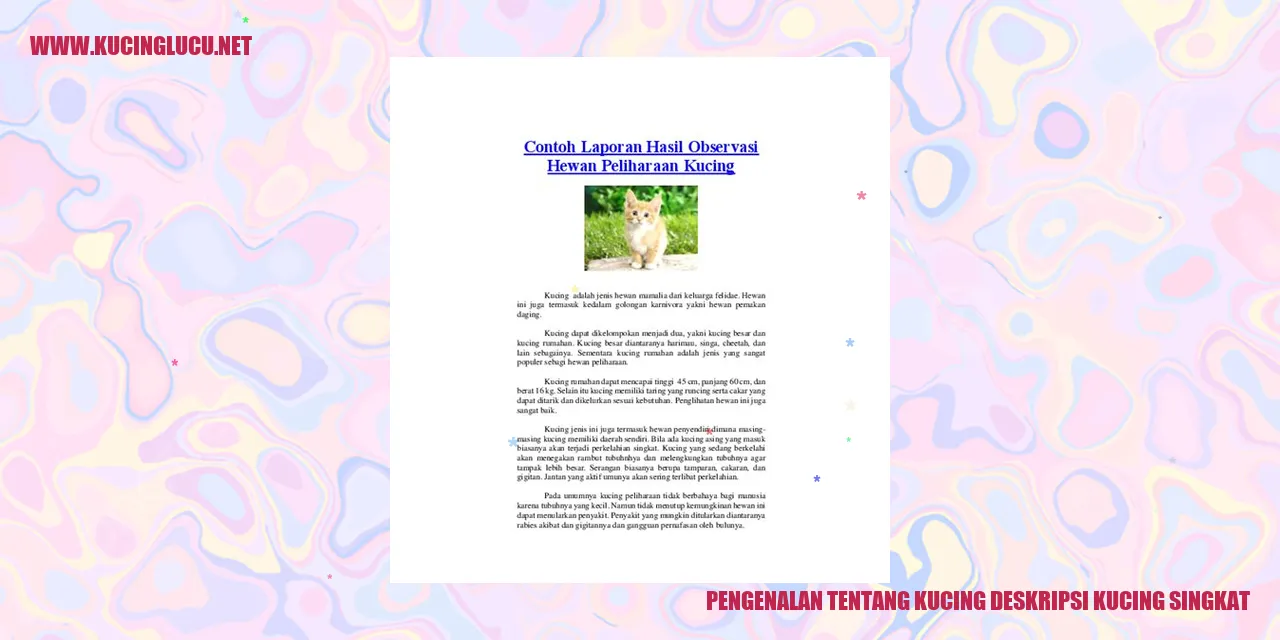 kucing lucu