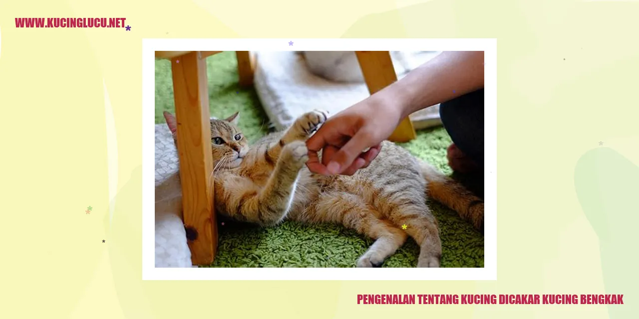 Kucing terkena cakaran dan bengkak