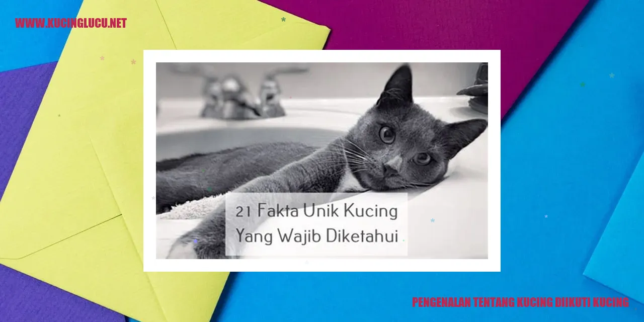 Gambar Kucing Lucu