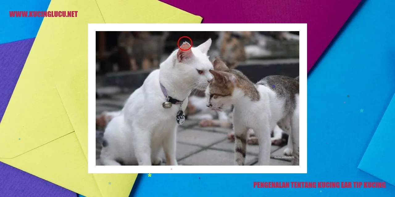 Kucing Ear Tip