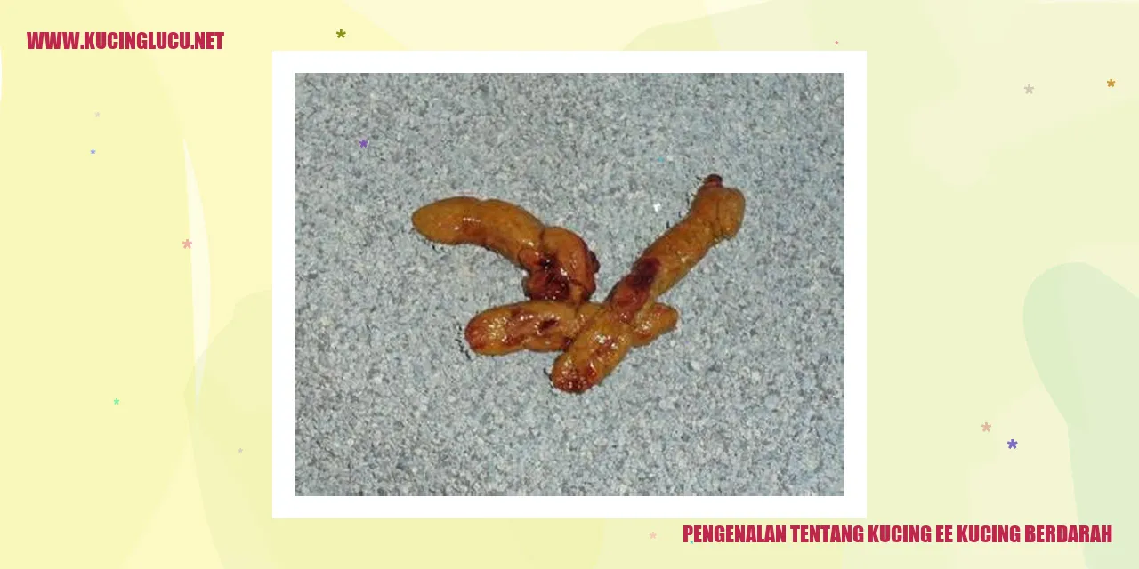 Kucing ee berdarah, kucing unik dengan genetika istimewa