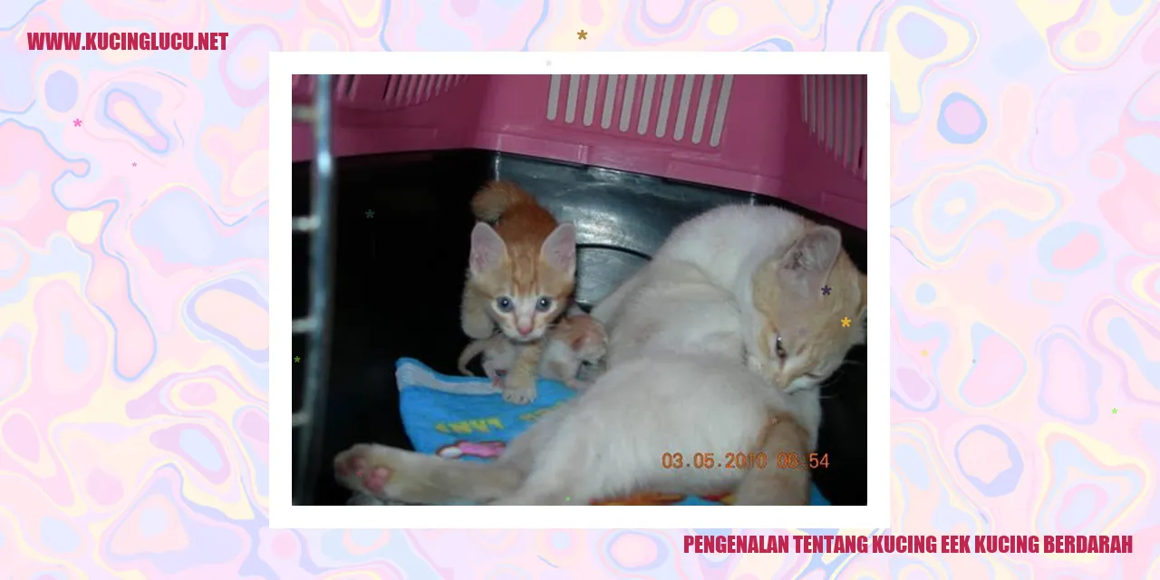 Gambar Kucing Eek Kucing Berdarah