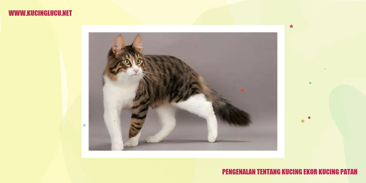 Kucing Ekor Kucing Patah