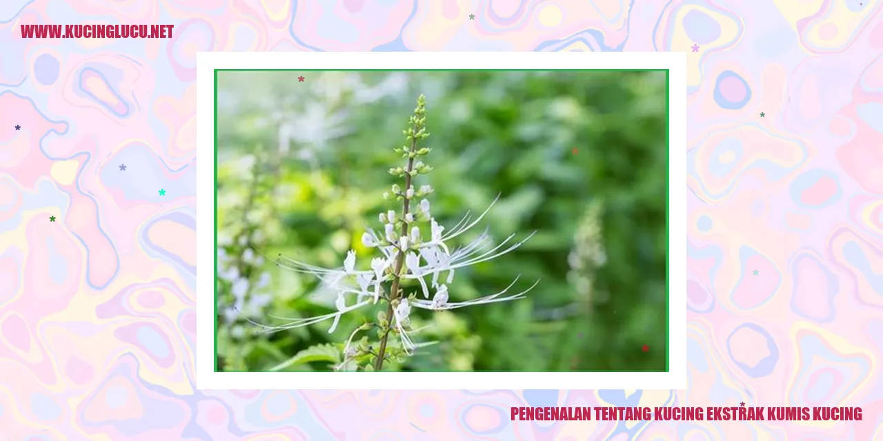 Gambar Kucing Ekstrak Kumis Kucing