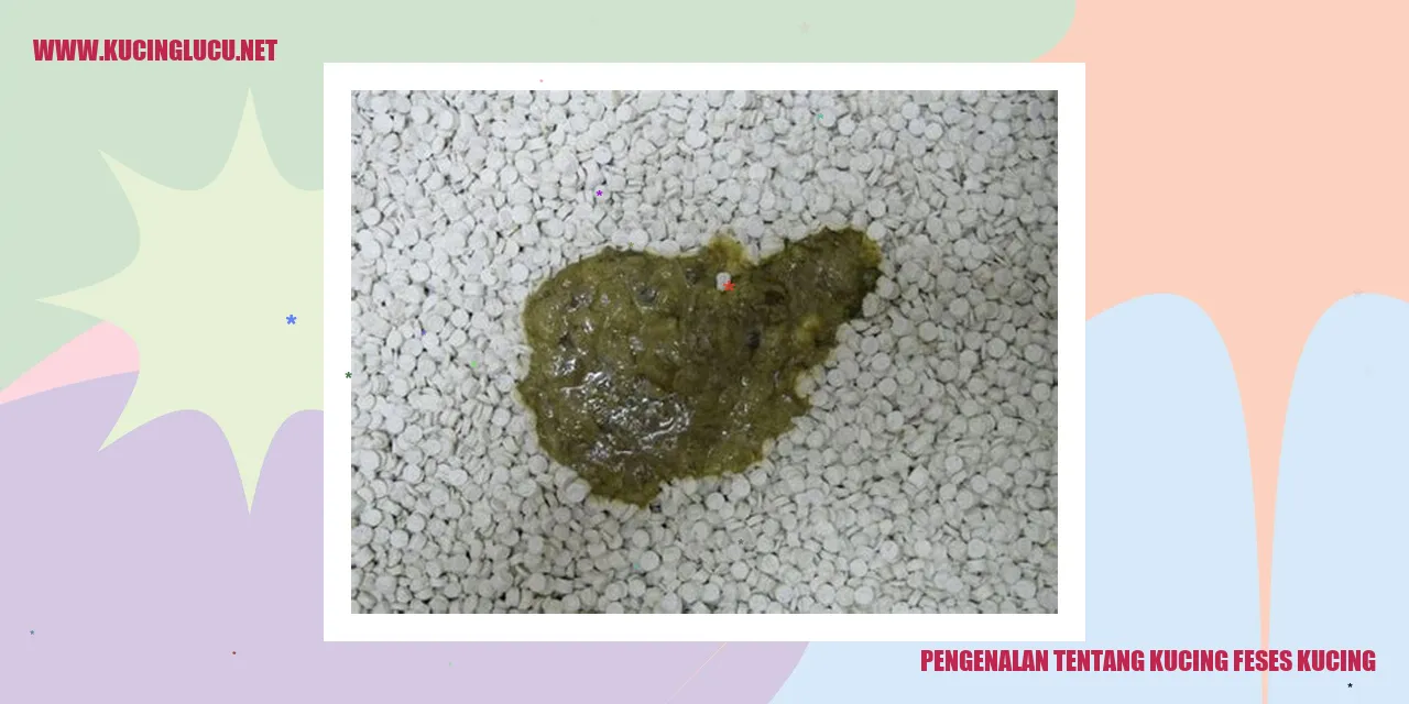 Gambar kucing menggunakan pasir kucing