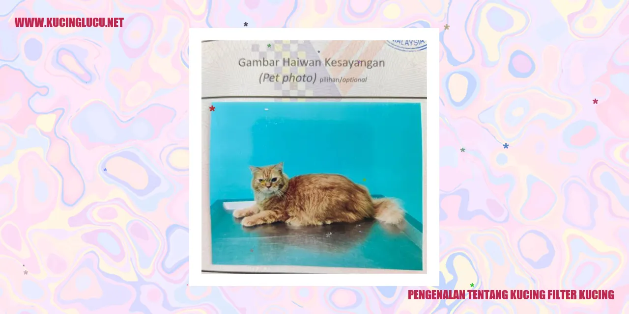 Gambar Kucing Filter Kucing