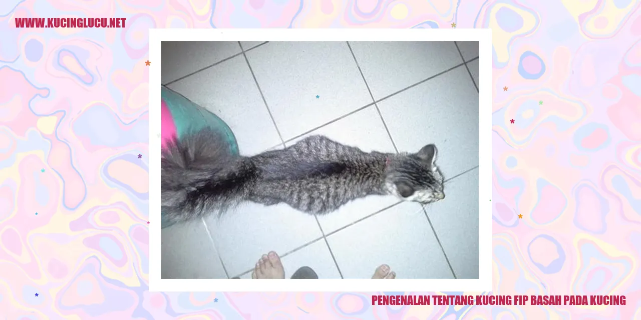 Gambar Kucing FIP Basah