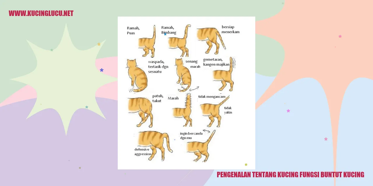 gambar kucing yang menggambarkan keunikan buntut kucing