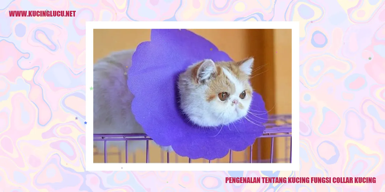 Pengenalan tentang Kucing fungsi collar kucing