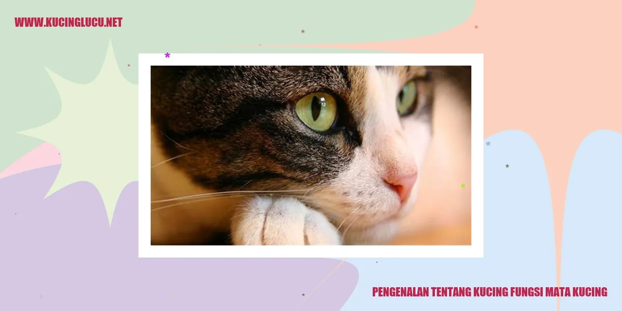 Mata Kucing