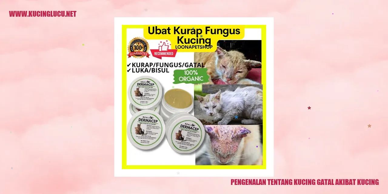 Gambar Kucing Gatal