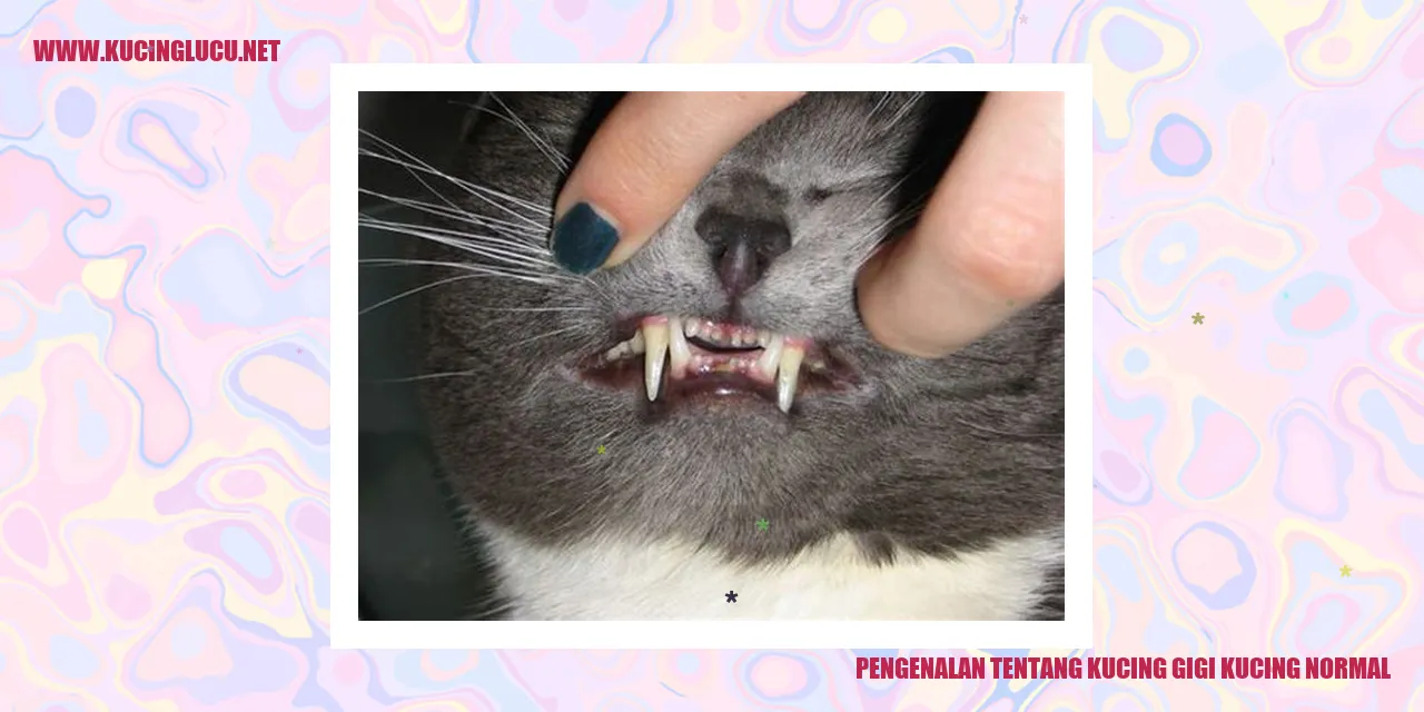 gambar kucing gigi