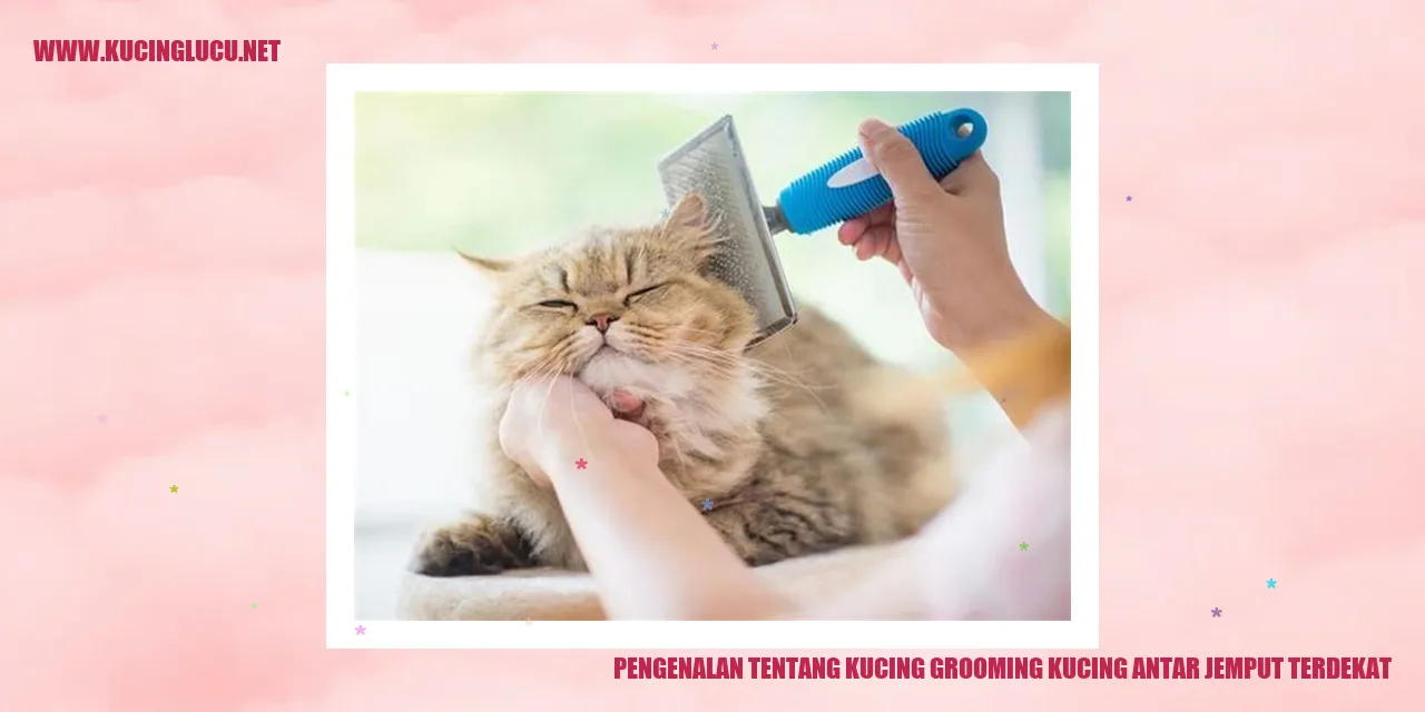 Grooming Kucing