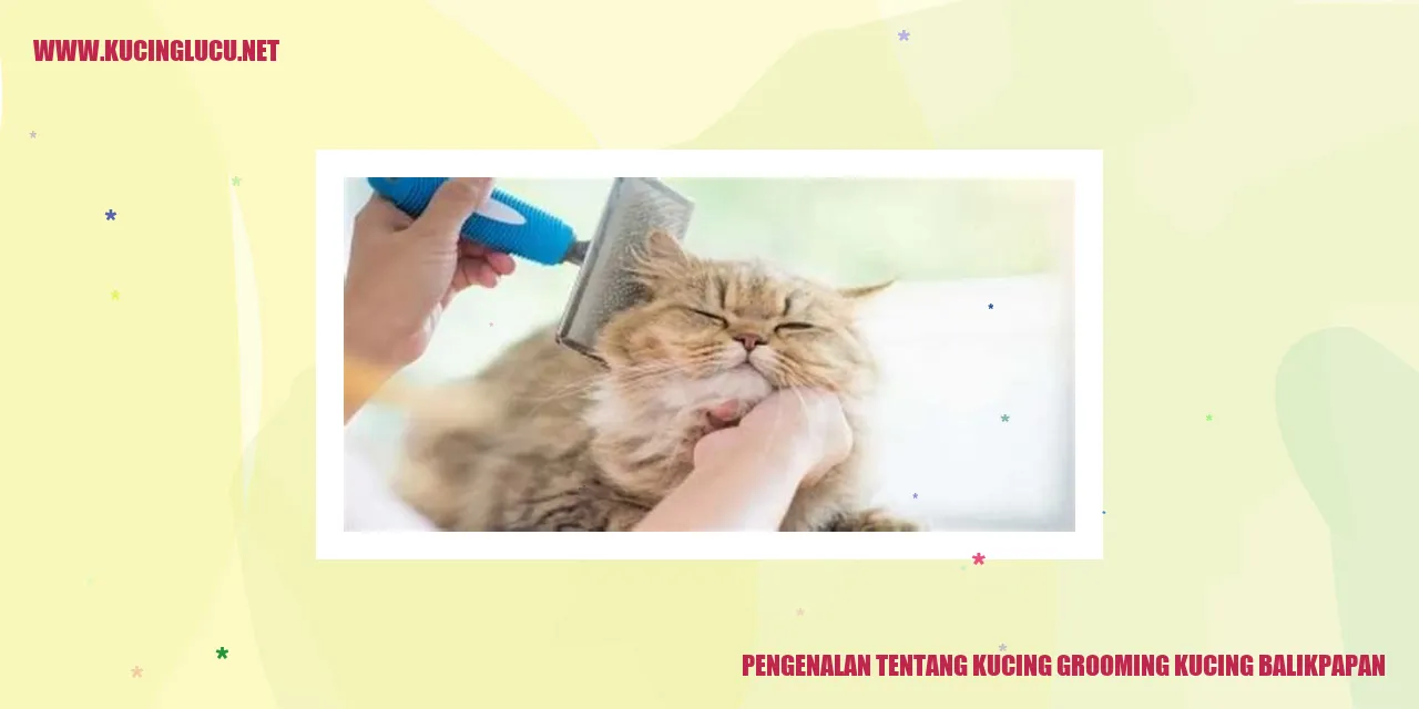 Kucing Grooming di Balikpapan