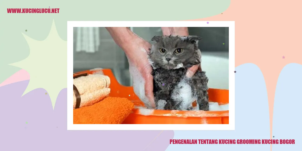 Gambar kucing grooming