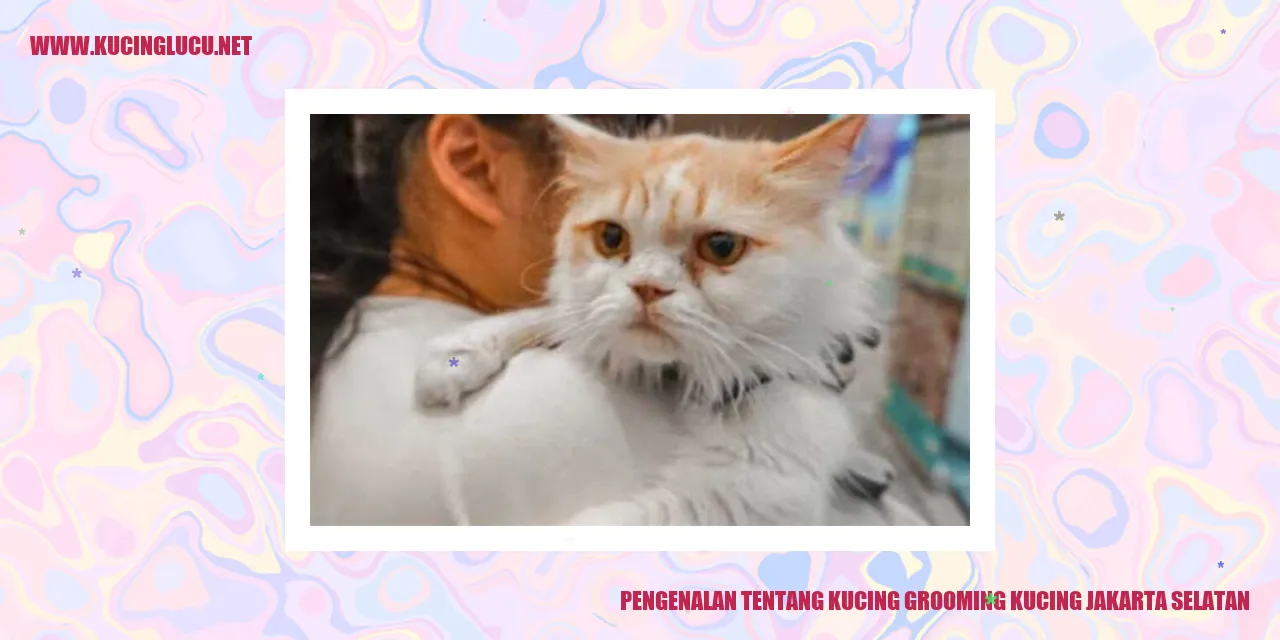 Grooming Kucing di Jakarta Selatan
