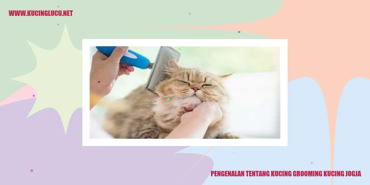 Ilustrasi Grooming Kucing di Jogja