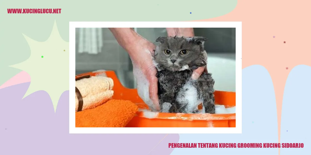 Grooming Kucing di Sidoarjo