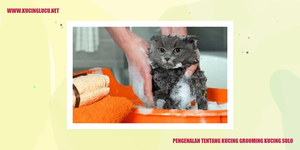 Kucing yang sedang digrooming