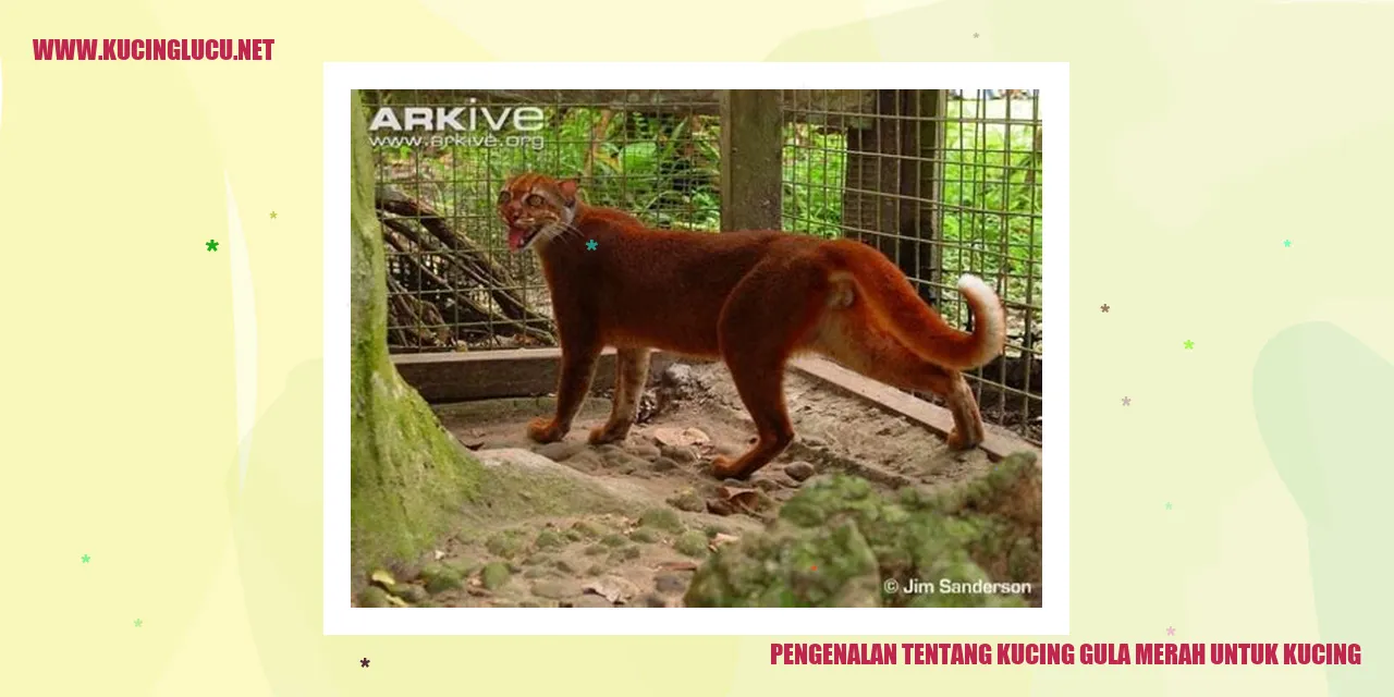 Kucing Gula Merah untuk Kucing