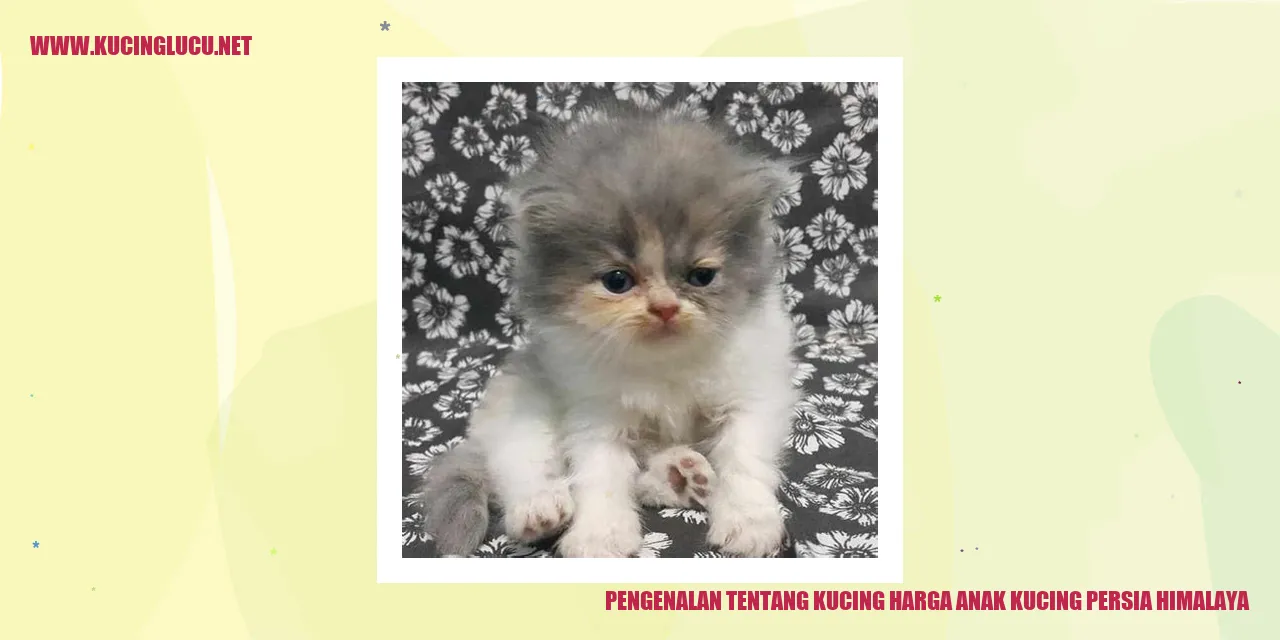 gambar kucing persia himalaya