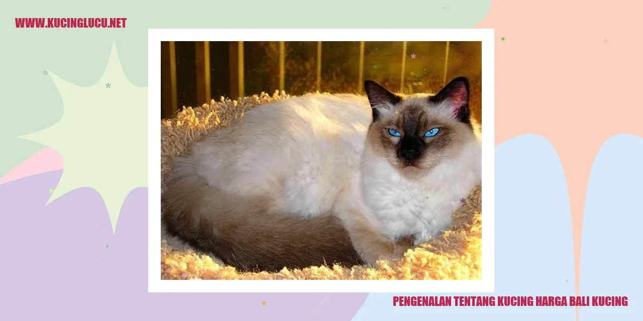 Kucing Harga Bali Kucing
