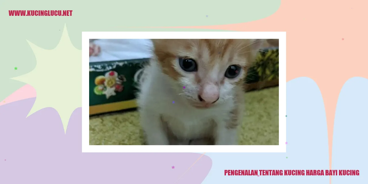 Anak kucing yang menggemaskan