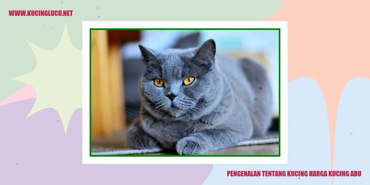 Gambar Kucing Abu