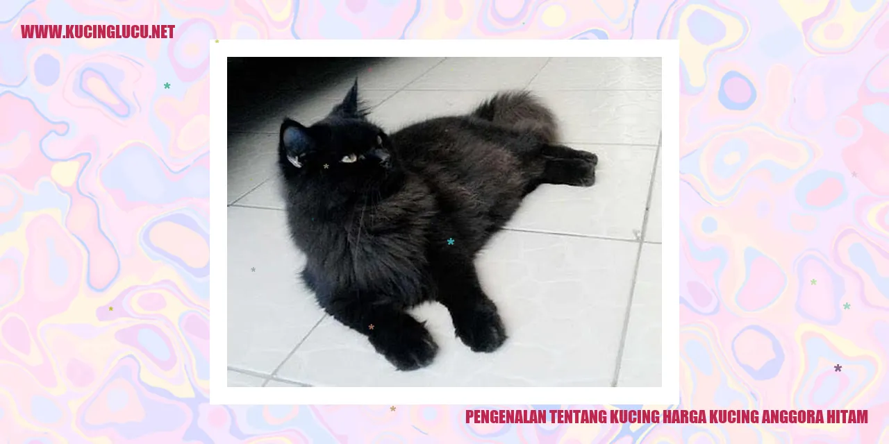 Foto Menawan Kucing Anggora Warna Hitam