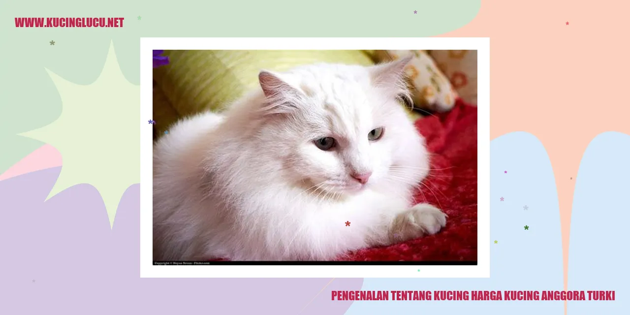 Kucing Anggora Turki